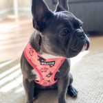 BATPIG Two-Sided Safe Walkie Harness - Bat Pig Dog