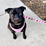 BATPIG Comfort Leash - Bat Pig Dog