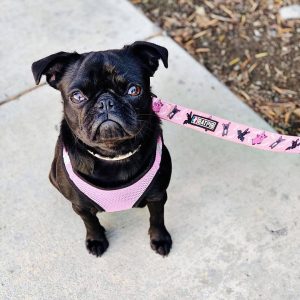 BATPIG Comfort Leash