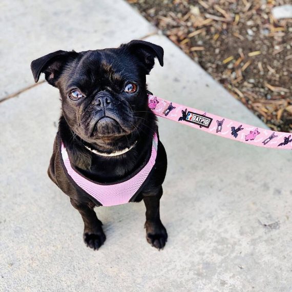 BATPIG Comfort Leash - Bat Pig Dog
