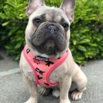 BATPIG Two-Sided Safe Walkie Harness - Bat Pig Dog