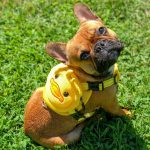 BATPIG Backpack Harness - Wack Wack Ducky