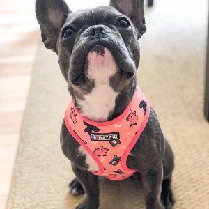 Frenchie wearing BATPIG Harness