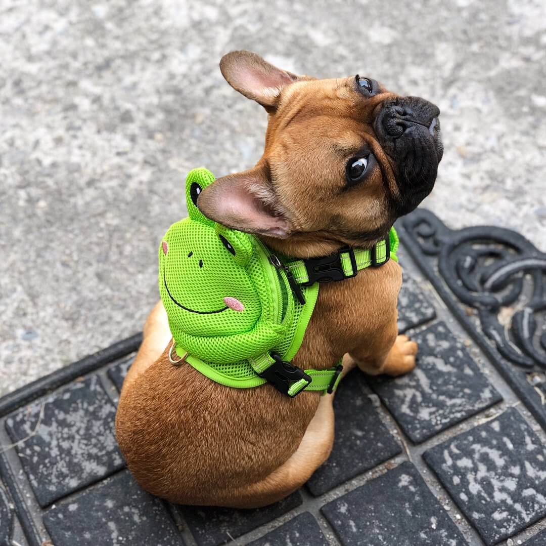 dog with backpack