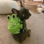 BATPIG Backpack Harness - Froggy Dog