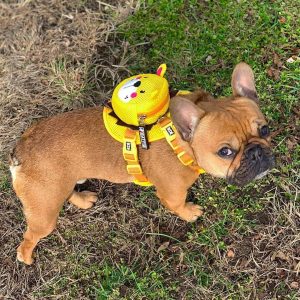 BATPIG backpack harness new lion backpack