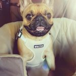 BATPIG Backpack Harness - Cloudy Lamb