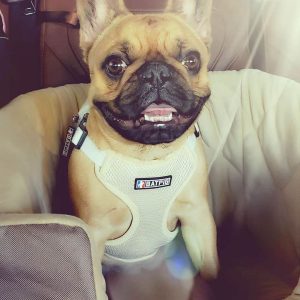 BATPIG Backpack Harness Lamb - Customer Photo 15
