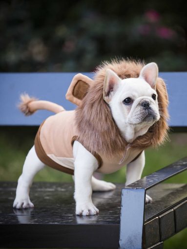 Cute Lion Jacket