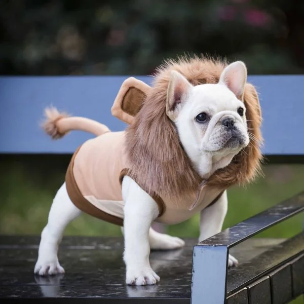 Cute Lion Jacket