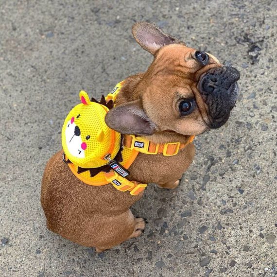 BATPIG Backpack Harness - Brave Lion Yellow