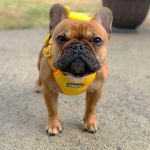 BATPIG Backpack Harness - Brave Lion Yellow