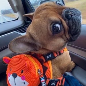 BATPIG Lion Backpack Harness Orange