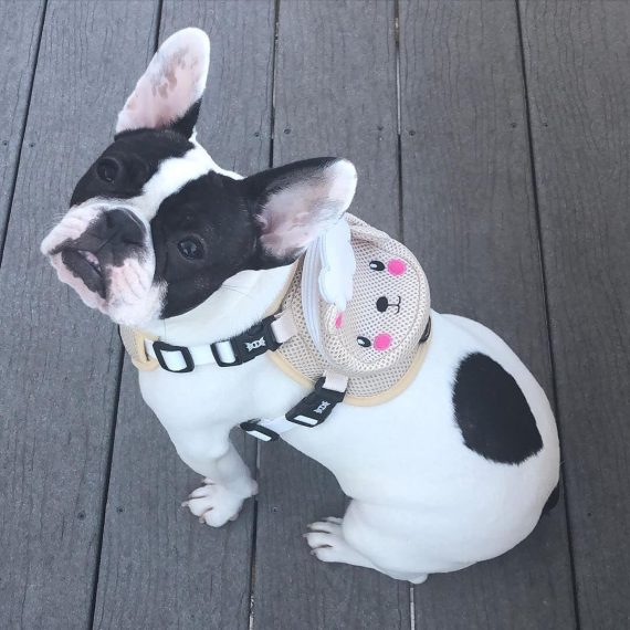 BATPIG Backpack Harness - Cloudy Lamb