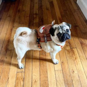 Nelson the Pug wearing BATPIG Reindeer Backpack Harness