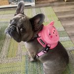 BATPIG Backpack Harness - Oink Oink Piggy