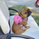 BATPIG Backpack Harness - Oink Oink Piggy