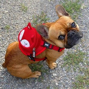 Reddy Foxy Backpack Harness by BATPIG Pet Supply