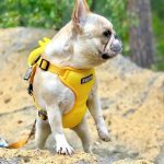 BATPIG Backpack Harness - Wack Wack Ducky