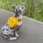 BATPIG Backpack Harness - Wack Wack Ducky