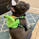 BATPIG Backpack Harness - Froggy Dog