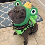 BATPIG Backpack Harness - Froggy Dog