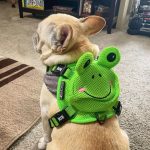 BATPIG Backpack Harness - Froggy Dog