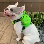 BATPIG Backpack Harness - Froggy Dog
