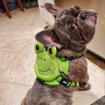 BATPIG Backpack Harness - Froggy Dog