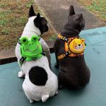 BATPIG Backpack Harness - Froggy Dog