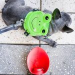 BATPIG Backpack Harness - Froggy Dog