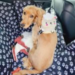 BATPIG Backpack Harness - Cloudy Lamb
