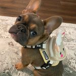 BATPIG Backpack Harness - Cloudy Lamb