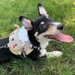 BATPIG Backpack Harness - Cloudy Lamb