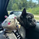 BATPIG Backpack Harness - Cloudy Lamb