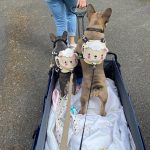 BATPIG Backpack Harness - Cloudy Lamb