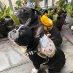BATPIG Backpack Harness - Cloudy Lamb