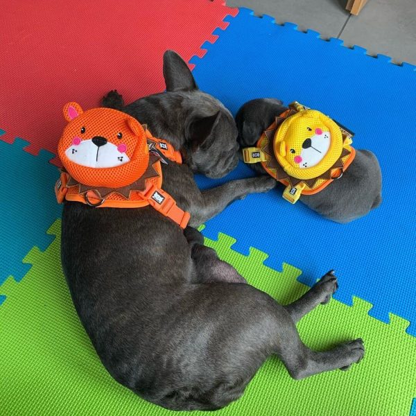 BATPIG Backpack Harness Orange Lion Customer Photo 1