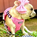 BATPIG Backpack Harness - Oink Oink Piggy