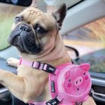 BATPIG Backpack Harness - Oink Oink Piggy