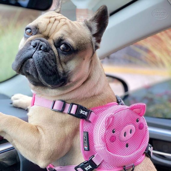 BATPIG Backpack Harness - Oink Oink Piggy