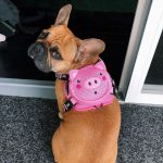 BATPIG Backpack Harness - Oink Oink Piggy