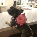 BATPIG Backpack Harness - Oink Oink Piggy