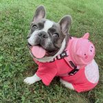 BATPIG Backpack Harness - Oink Oink Piggy
