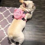 BATPIG Backpack Harness - Oink Oink Piggy