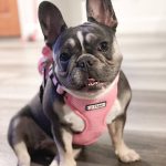 BATPIG Backpack Harness - Oink Oink Piggy