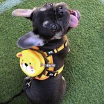 BATPIG Backpack Harness - Brave Lion Yellow