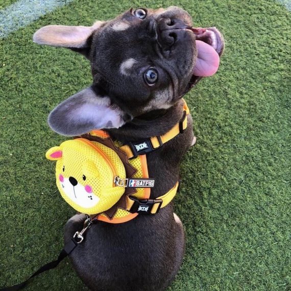 BATPIG Backpack Harness - Brave Lion Yellow