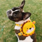 BATPIG Backpack Harness - Brave Lion Yellow