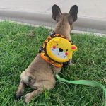 BATPIG Backpack Harness - Brave Lion Yellow